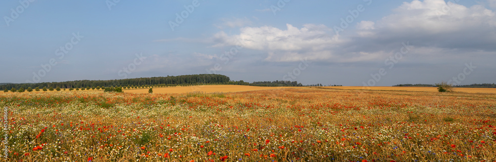 blühende Felder und landschaften