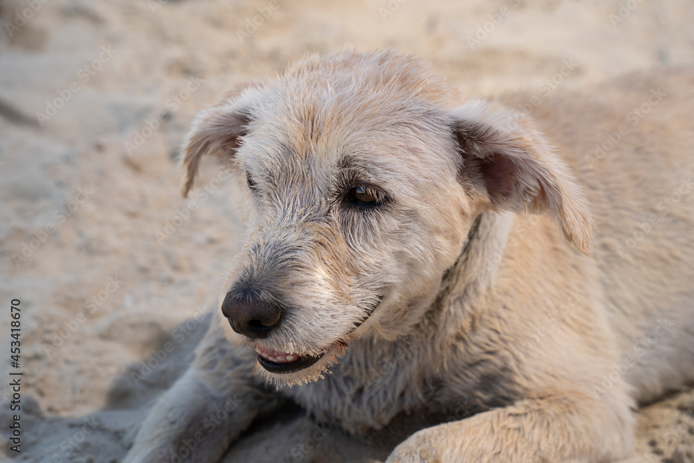 Fototapeta premium A Portrait of a Dog at the Beach