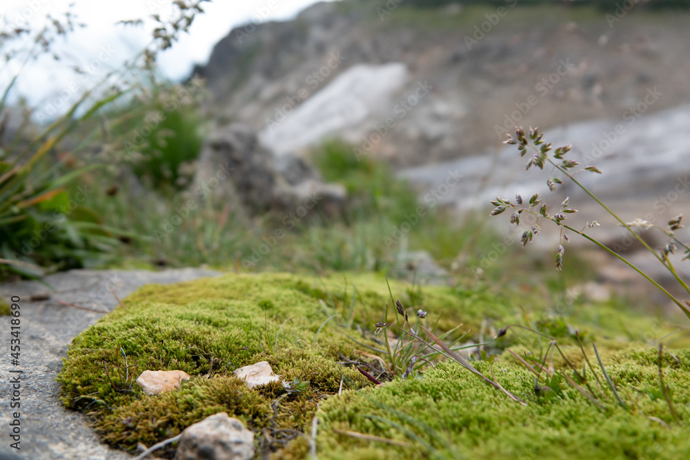 mossy rocks nature background, shallow depth of field with room for product or copy mossy rocks nature background, shallow depth of field with room for product or copy