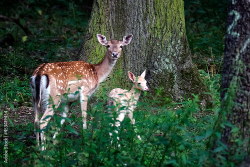 Fototapeta Naklejka Na Ścianę i Meble -  Damhirschkuh ( Dama dama ) mit Nachwuchs.