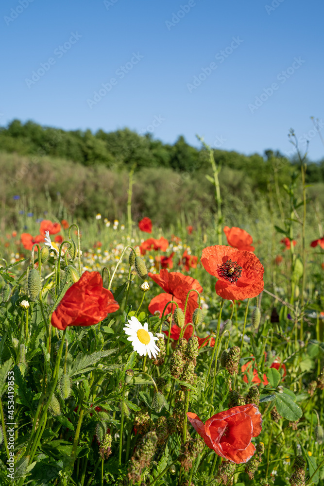 Obraz premium Flower field with poppies and daisies in summer 