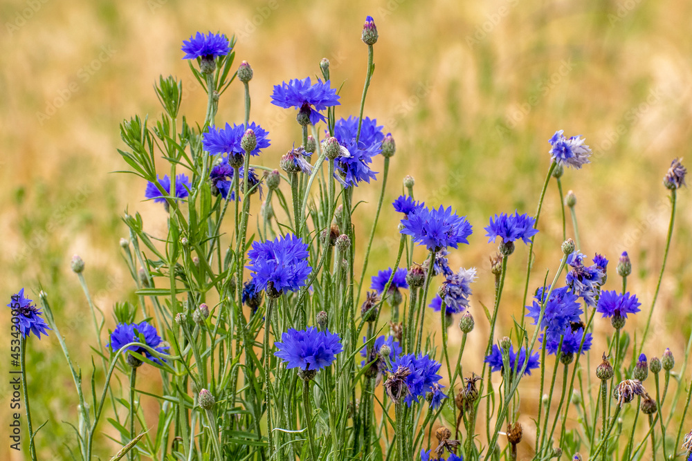 Kornnblumen (Centaurea cyanus) im Weizenfeld Kornnblumen (Centaurea cyanus) im Weizenfeld