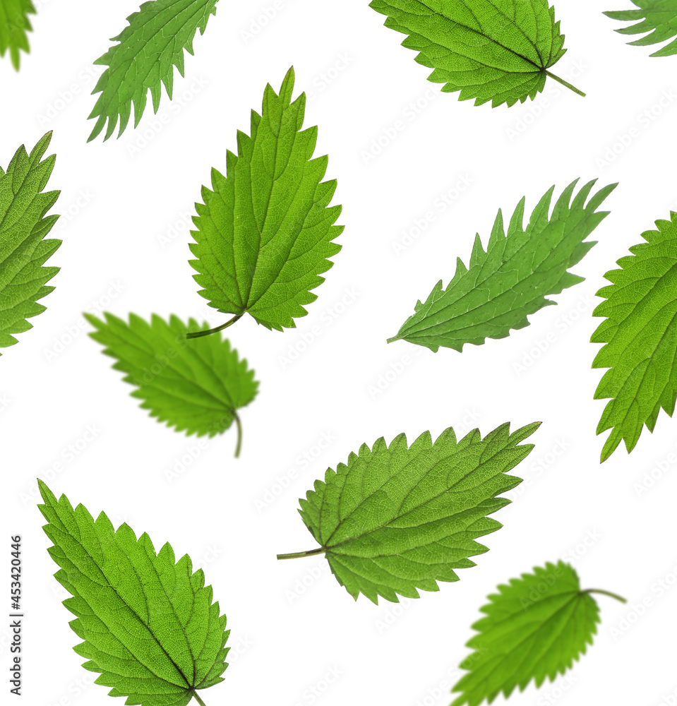 Fresh stinging nettle leaves falling on white background Fresh stinging nettle leaves falling on white background