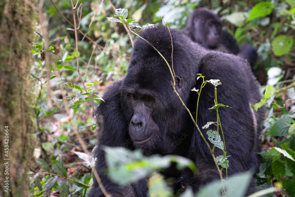Obraz premium Gorilla, Bwindi National Park, Uganda