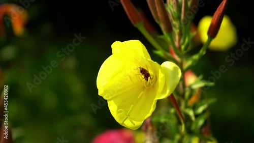 Close-up of a bee? that works and collects pollen from a yellow flower in the garden on a summer day.