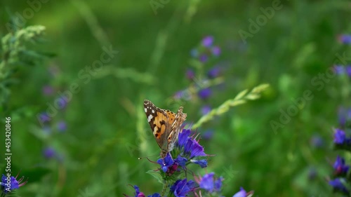 Butterfly on a flower in the summer