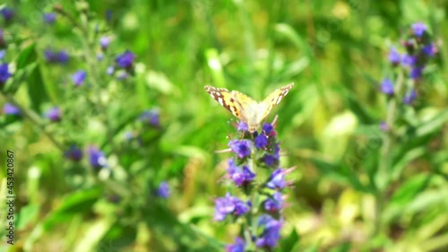 Beautiful butterfly on a flower. Summer nature