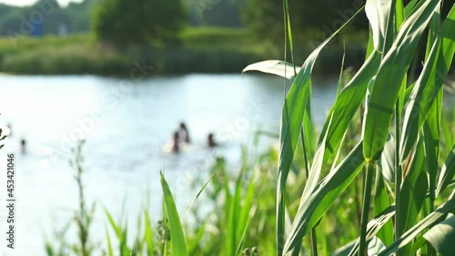 Happy people swim and have fun in the river on a hot summer day. View from behind the reeds