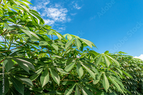 Obraz na plátně cassava tree leaf and sky, cassava or yucca fields, tapioca leaf in plantation l