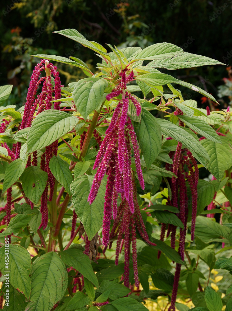 amaranthus plant with purple flowers scenic amaranthus plant with purple flowers scenic
