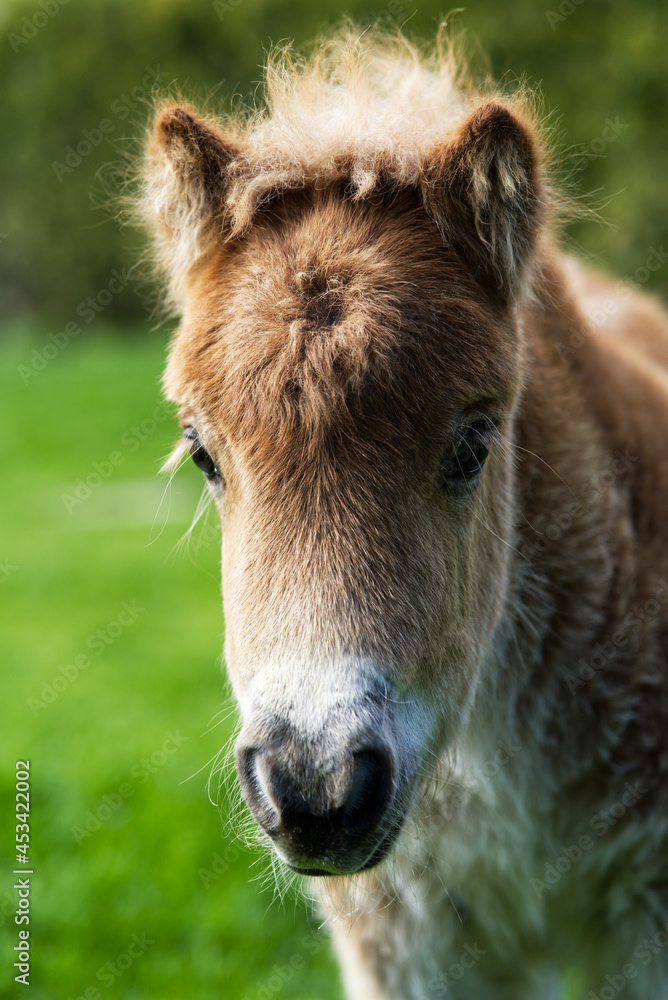 Pony Fohlen 2