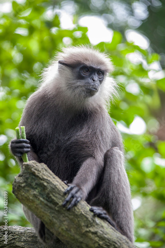 The purple-faced langur  Semnopithecus vetulus  is eating long bean  a species of Old World monkey endemic to Sri Lanka. It is a long-tailed arboreal species  identified by a mostly brown dark face.