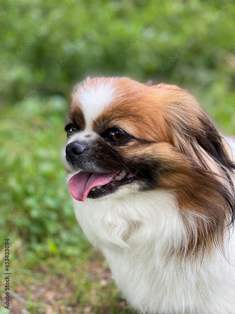 Kleiner Hund blickt seitlich an der Kamera vorbei und hat dabei den Mund geöffnet.
Acker, Wald, Haustier, Hunde, Spaziergang, Wanderung, Pekinese, Tibet Spaniel, Shi Kleiner Hund blickt seitlich an der Kamera vorbei und hat dabei den Mund geöffnet.
Acker, Wald, Haustier, Hunde, Spaziergang, Wanderung, Pekinese, Tibet Spaniel, Shi