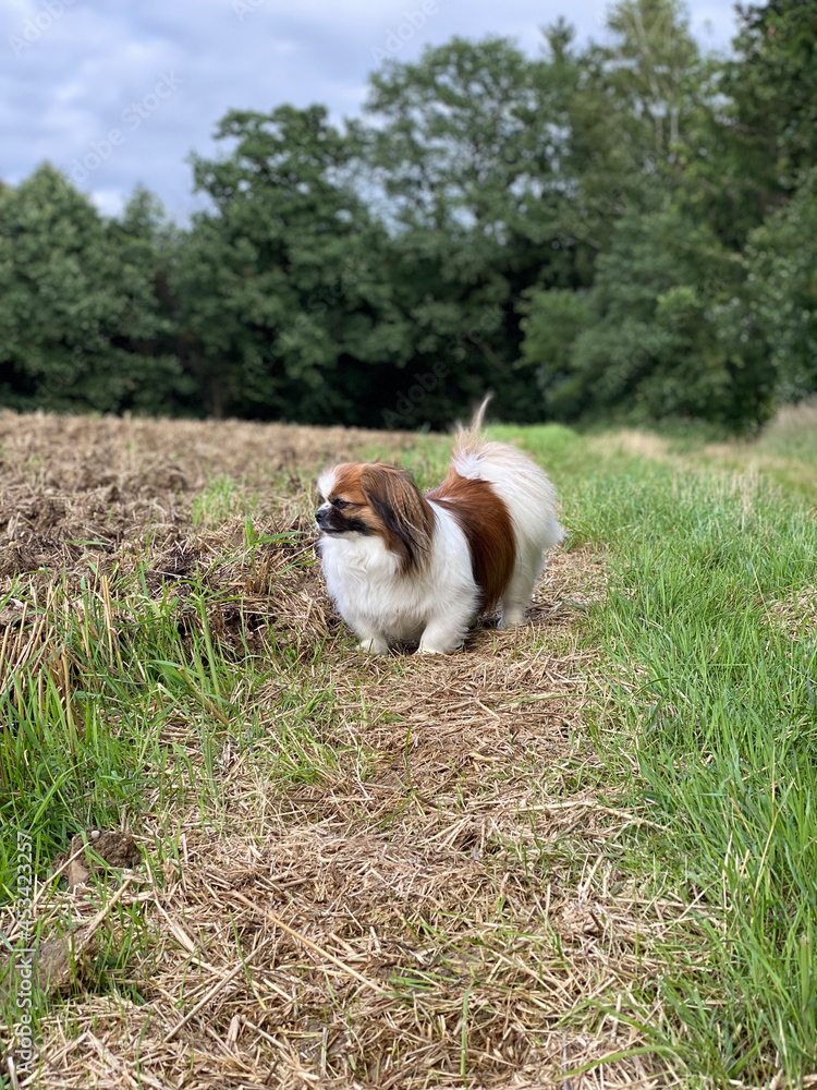Kleiner Hund blickt auf einen Acker und beobachtet das Geschehen.
Acker, Wald, Haustier, Hunde, Spaziergang, Wanderung, Pekinese, Tibet Spaniel, Shi Tzu Kleiner Hund blickt auf einen Acker und beobachtet das Geschehen.
Acker, Wald, Haustier, Hunde, Spaziergang, Wanderung, Pekinese, Tibet Spaniel, Shi Tzu