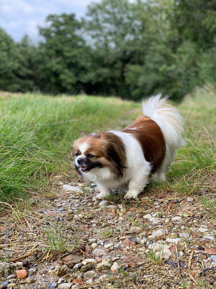Kleiner Hund nimmt eine Spur auf und beugt sich dabei nach unten.
Acker, Wald, Haustier, Hunde, Spaziergang, Wanderung, Pekinese, Tibet Spaniel, Shi Tzu Kleiner Hund nimmt eine Spur auf und beugt sich dabei nach unten.
Acker, Wald, Haustier, Hunde, Spaziergang, Wanderung, Pekinese, Tibet Spaniel, Shi Tzu