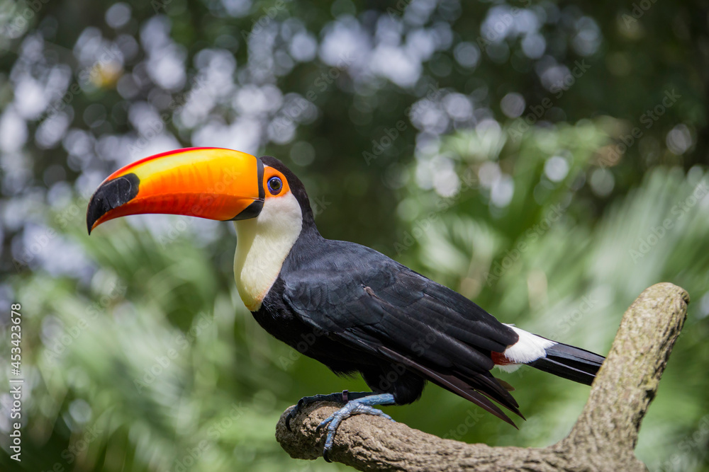Naklejka premium The toco toucan (Ramphastos toco)is the largest and probably the best known species in the toucan family. It is found in semi-open habitats throughout a large part of South America.