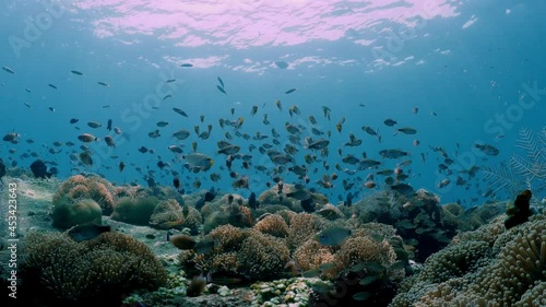 A school of glassfish living beside the artificial reef. Underwater world of Tulamben, Bali, Indonesia. photo