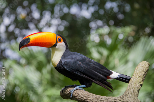 The toco toucan (Ramphastos toco)is the largest and probably the best known species in the toucan family. It is found in semi-open habitats throughout a large part of  South America. © Danny Ye