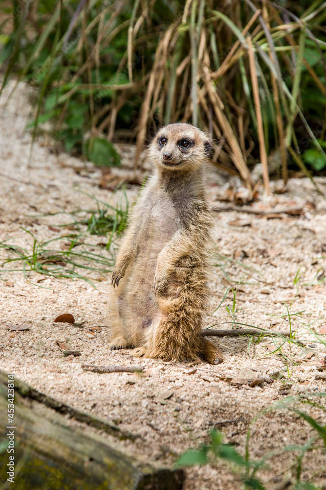 Fototapeta premium The meerkat (Suricata suricatta) stands alone as guard A small carnivoran belonging to the mongoose family. Its face tapers, coming to a point at the nose, which is brown. 