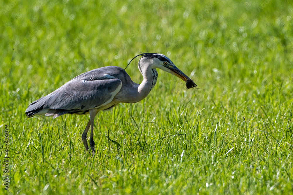 Fototapeta premium Graureiher (Ardea cinerea) mit gefangener Maus