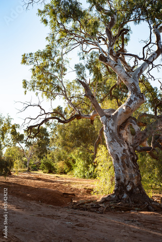 Tree in dry river bed