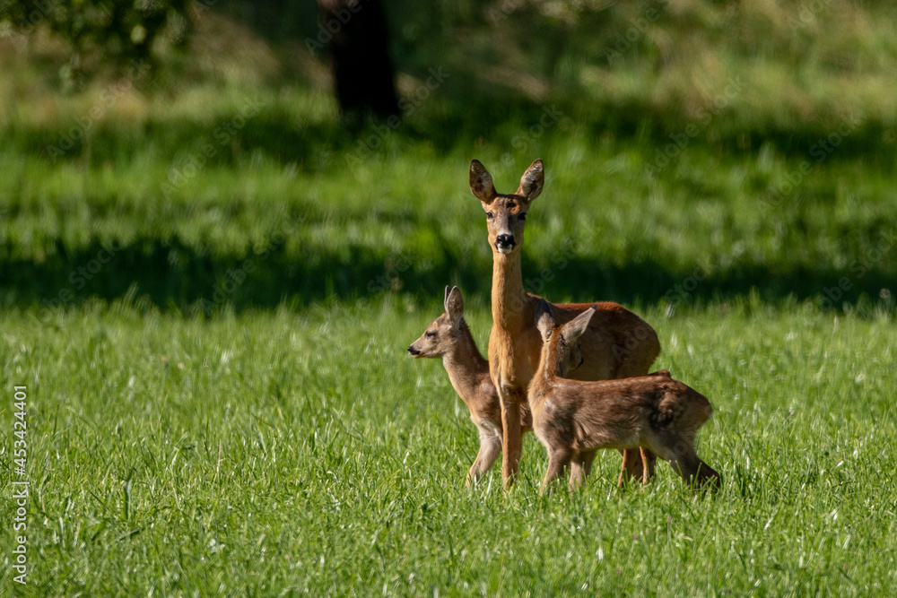 Obraz premium Reh (Capreolus capreolus) mit zwei Kitzen