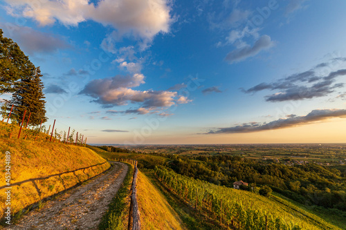 Colorful sunset in the vineyards of Savorgnano del Torre