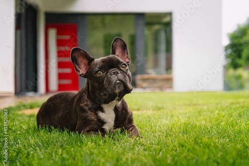 french bulldog puppy sitting photo