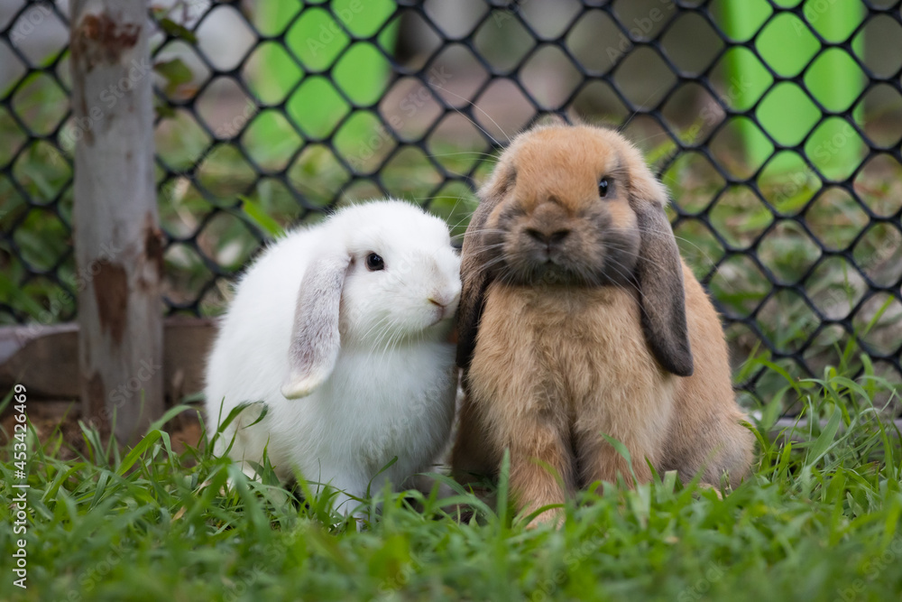 Two cute rabbits loving and playing in the meadow green grass together. Friendship with easter bunny. Happy rabbit. Two cute rabbits loving and playing in the meadow green grass together. Friendship with easter bunny. Happy rabbit.