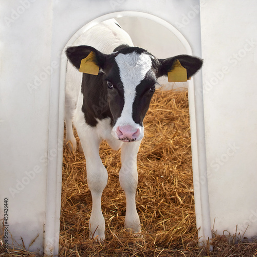Cute black and white calf on dairy farm. Agriculture industry, animal husbandry