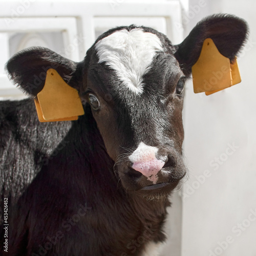 Close-up of a calf. Cute black and white calf on dairy farm. Agriculture industry, animal husbandry