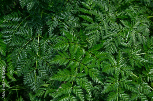 Green fern leaves, on a dark background. Background, texture, nature
