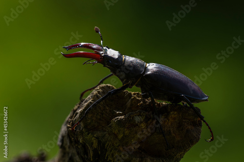 Hirschkäfer (Lucanus cervus) Männchen photo