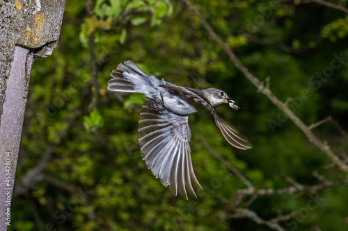 Halsbandschnäpper (Ficedula albicollis) Weibchen