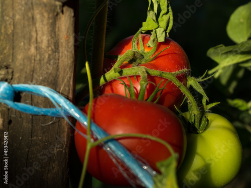 Tomatoes on the vine in various states of ripeness