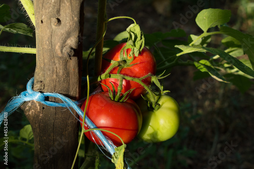Tomatoes on the vine in various states of ripeness