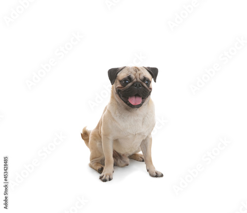Cute pug dog sitting on white background