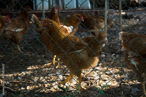Hens in hen house. Hens in bio farm. Chicken in hen house