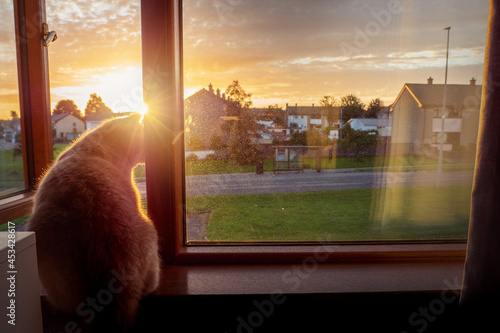 British short hair cat watching sunrise sitting by a window in a house. Warm sun light. Sun rising over houses in a street. Magic hour, calm morning mood. House pet life and adventure theme