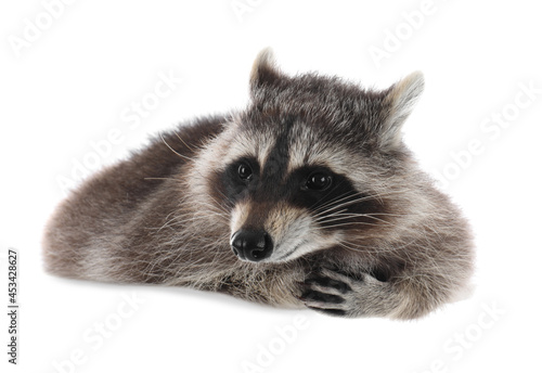 Fototapeta Naklejka Na Ścianę i Meble -  Cute funny common raccoon isolated on white