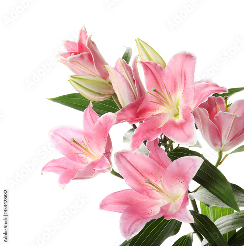 Beautiful pink lily flowers on white background © New Africa