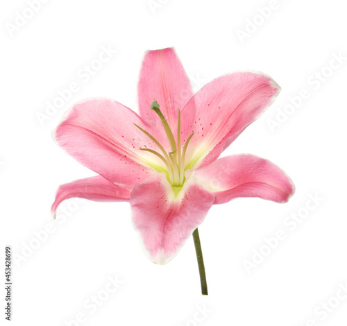 Fototapeta Naklejka Na Ścianę i Meble -  Beautiful pink lily flower isolated on white