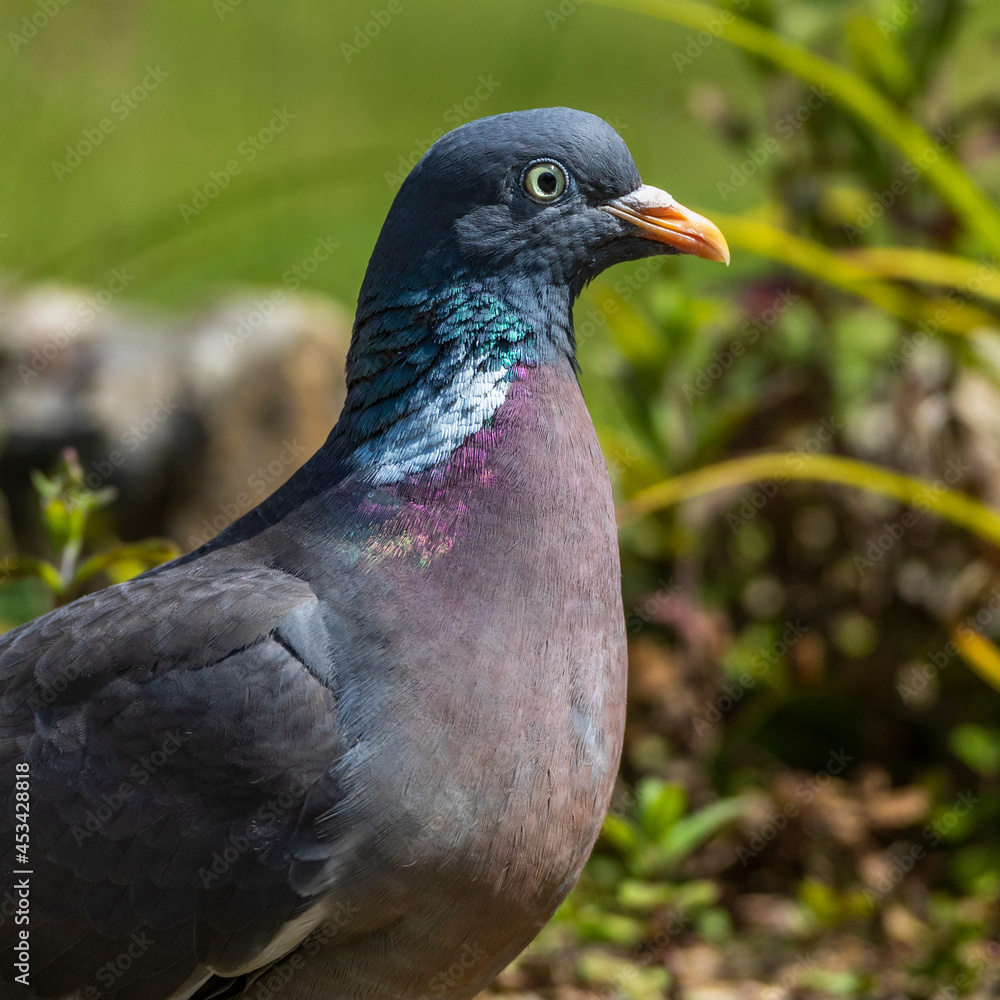 Ringeltaube (Columba palumbus) Ringeltaube (Columba palumbus)