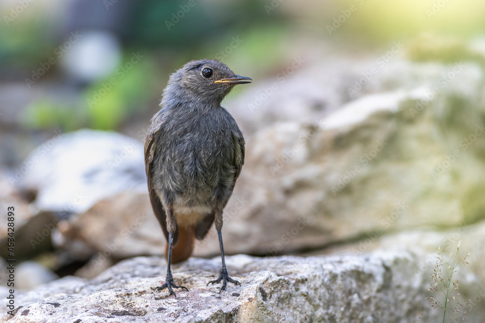 Hausrotschwanz (Phoenicurus ochruros) Jungvogel Hausrotschwanz (Phoenicurus ochruros) Jungvogel