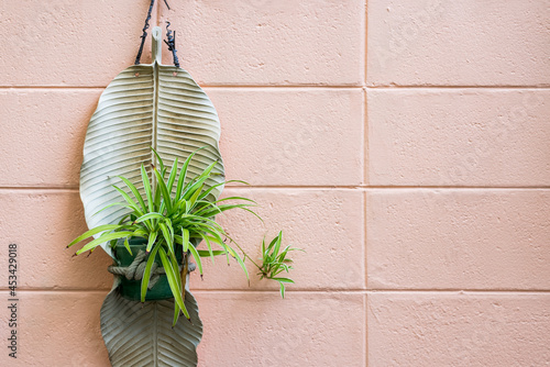 small air plant hanging on wall to decorate vertical garden photo