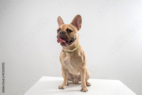 Dog french bulldog on a light background. © baxys