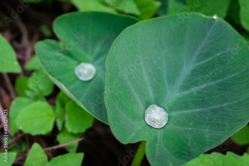 A close up shot of water droplets on Colocasia leaves. Due to its water resistence properties water does not wet the leaves and stay on the surface only. photo
