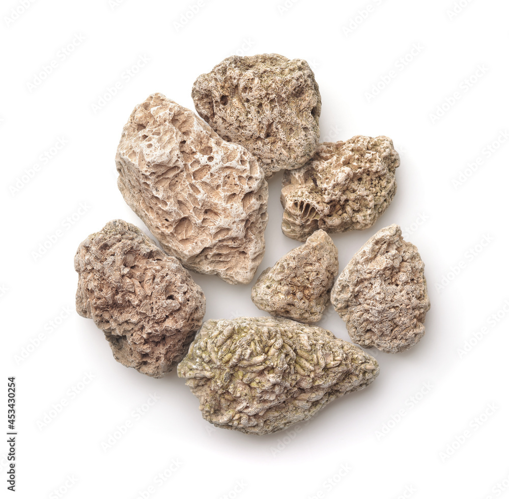 Top view of limestones with fossils embedded on surface