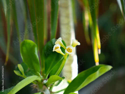 4 Flores pequeñas. Euphorbia lophogona, fanerógama, hojas verdes y grandes. Flor abierta.. photo