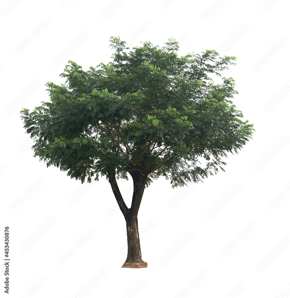 Obraz premium Phoenix tree isolated on white background